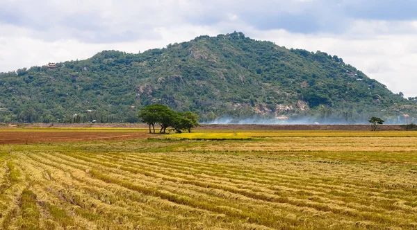 Ländliche Landschaft mit abgeerntetem Reisfeld — Stockfoto