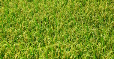 Çeltik pirinç alan Güney Vietnam