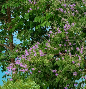 pembe lagerstroemia speciosa çiçeği