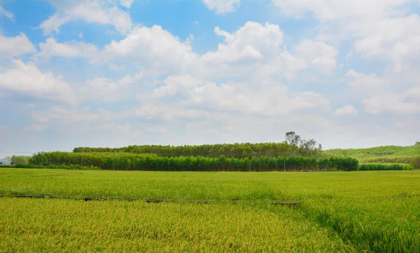 Paddy rice field in southern Vietnam — Stock Photo, Image