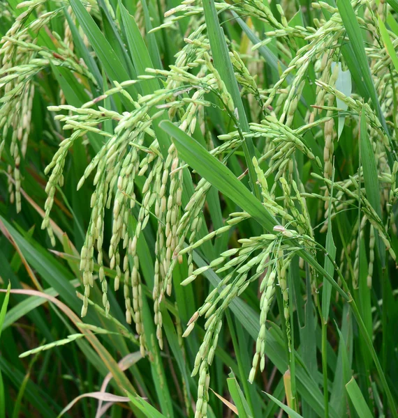 Paddy rice field in southern Vietnam — Stock Photo, Image