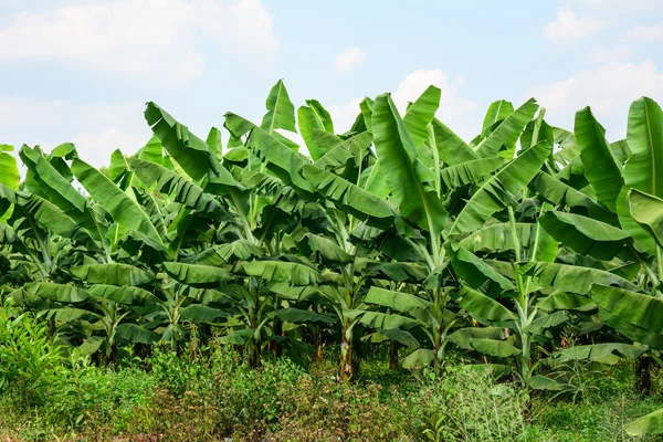 Bananeraies Images De Stock Libres De Droits