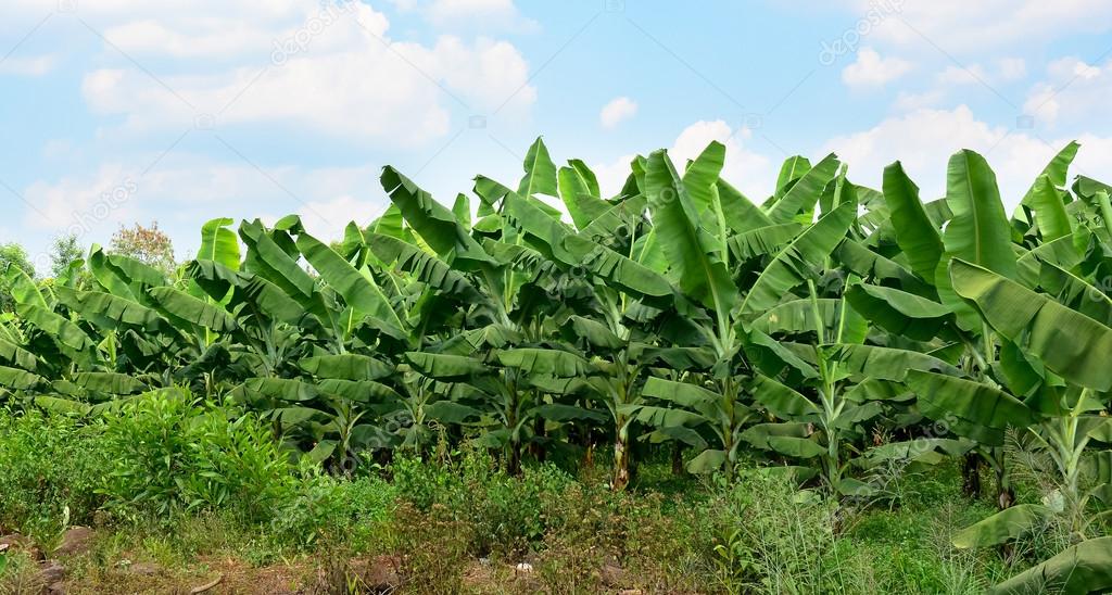 Banana plantations