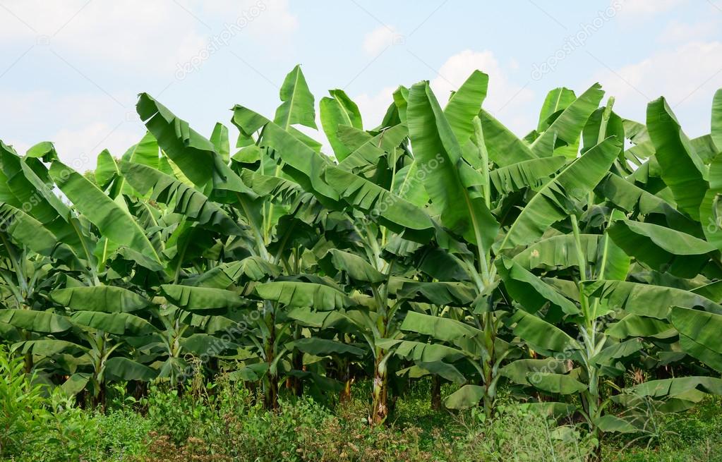 Banana plantations