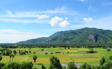 Çeltik pirinç alan Güney Vietnam