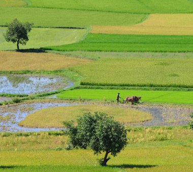 Çiftçi pulluklar pirinç alan Mekong Deltası'nda