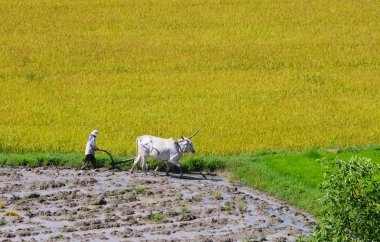 Çiftçi pulluklar pirinç alan Mekong Deltası'nda