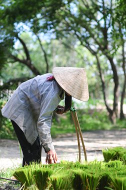 Pirinç eve taşıyan çiftçi