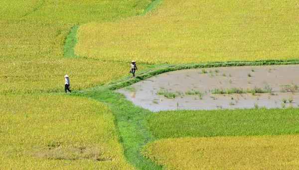 Ladang padi di Vietnam selatan — Stok Foto