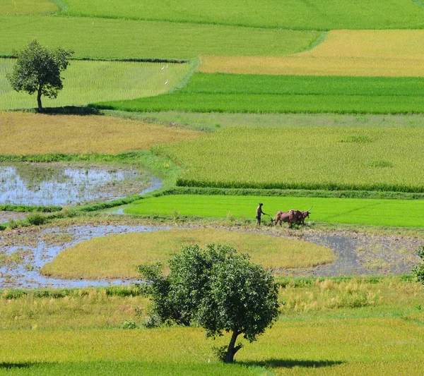 Farmer plows rice field in Mekong Delta — Stock Photo, Image