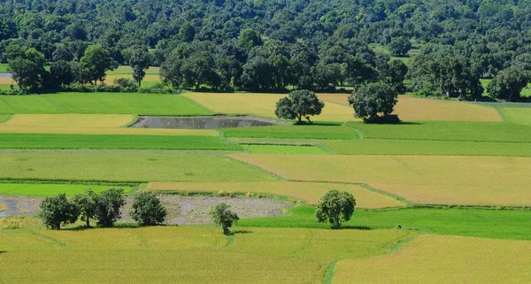 Rizière Paddy dans le sud du Vietnam — Photo