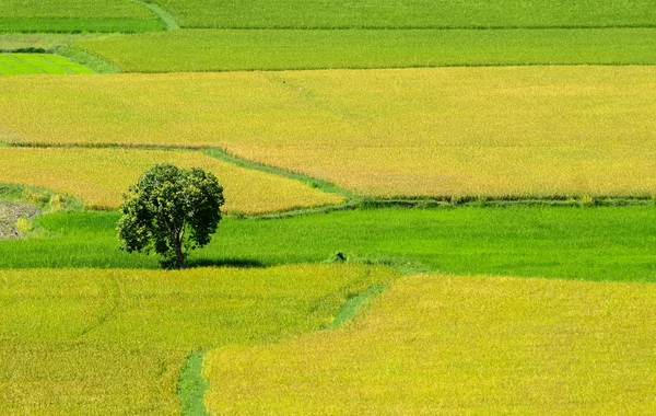 Arrozal en el sur de Vietnam — Foto de Stock