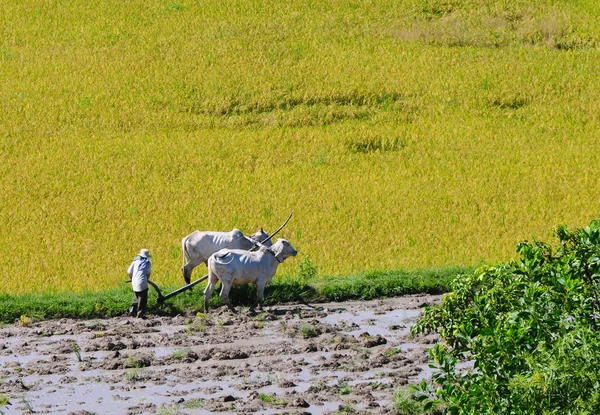 Agricultor araña campo de arroz en el delta del Mekong — Foto de Stock