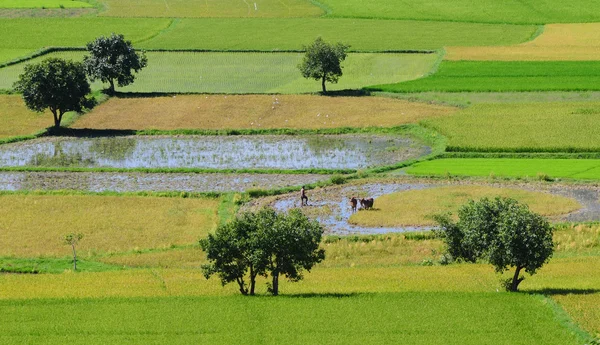 Campo de arroz paddy no sul do Vietnã — Fotografia de Stock