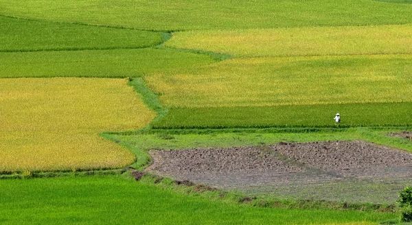 Reisfeld in Südvietnam — Stockfoto