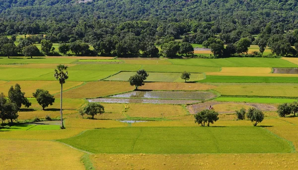 Campo de arroz paddy no sul do Vietnã — Fotografia de Stock