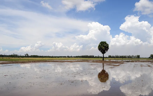 Palmbomen weerspiegeld in rijst veld — Stockfoto