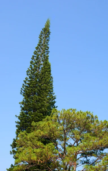 松の木の上 — ストック写真