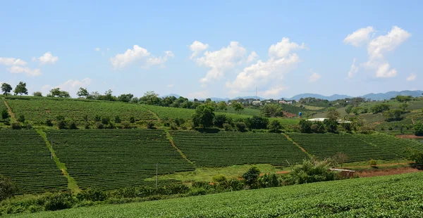 Zelený Čaj Plantáž Krajina Bao Loc Dalat Vietnam — Stock fotografie