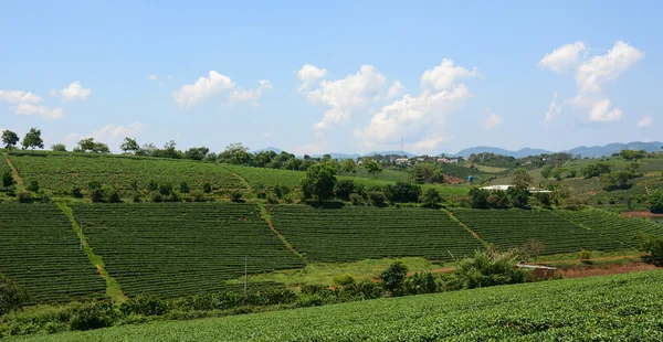 Paisagem Plantação Chá Verde Bao Loc Dalat Vietnã — Fotografia de Stock