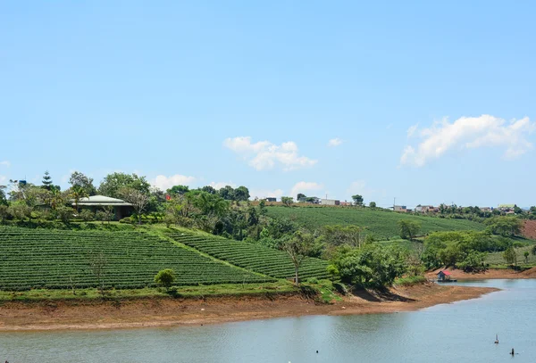 Zielona herbata plantation krajobraz — Zdjęcie stockowe