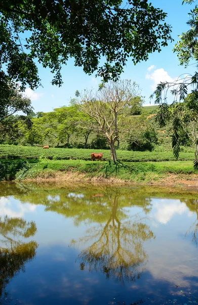 Zelený čaj plantáž krajina — Stock fotografie