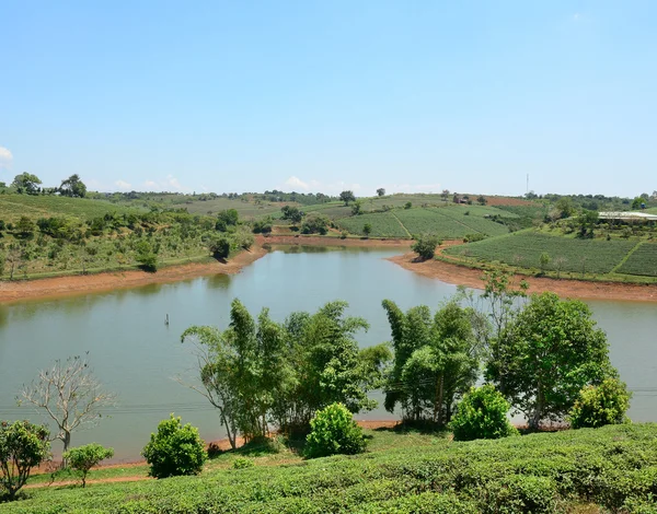 Zielona herbata plantation krajobraz — Zdjęcie stockowe