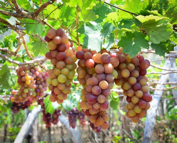 Grapes on the vine — Stock Photo, Image