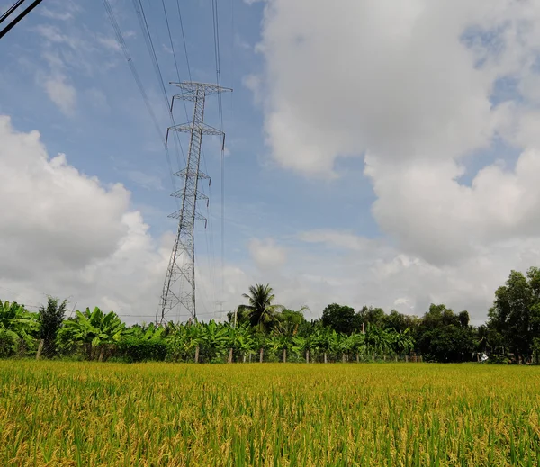 Rijst veld met hoogspanning macht pylonen — Stockfoto