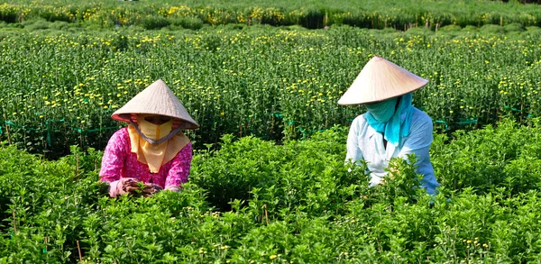 Florist takes care of flowers — Stock Photo, Image