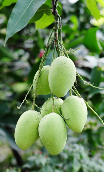 Mango tree with full of fruits