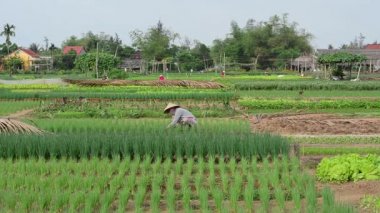 Asyalı çiftçi sebze hasat