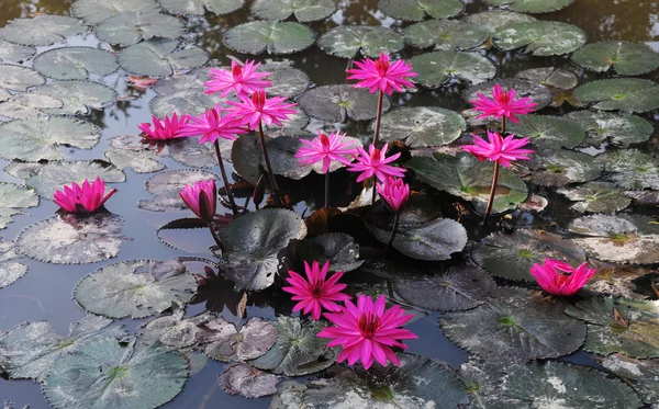 池のスイレンの植物 — ストック写真