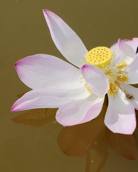 Flor de lótus e plantas de flor de lótus — Fotografia de Stock