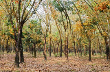 Kauçuk ağacı orman görünümünde sabah erken