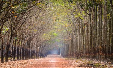 Kauçuk ağacı orman görünümünde sabah erken