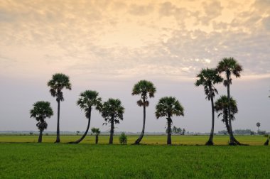 Çeltik pirinç alan Güney Vietnam