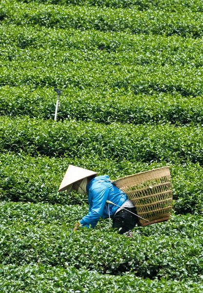 Lavoratori asiatici che raccolgono tè — Foto Stock