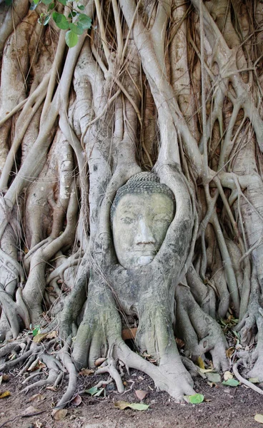 Vedoucí z pískovce buddha — Stock fotografie