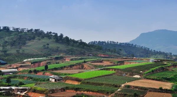 Roślinne pola w highland, Dalat — Zdjęcie stockowe