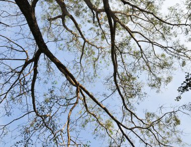 Ayrıntılı ağaç dalları