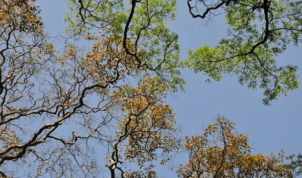 Ramas de árboles detalladas — Foto de Stock