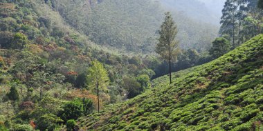çay tarlaları ile peyzaj
