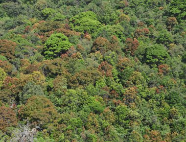 Yukarıda da görüleceği yeşil bahar orman