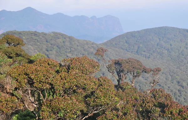 Green spring forest seen from above