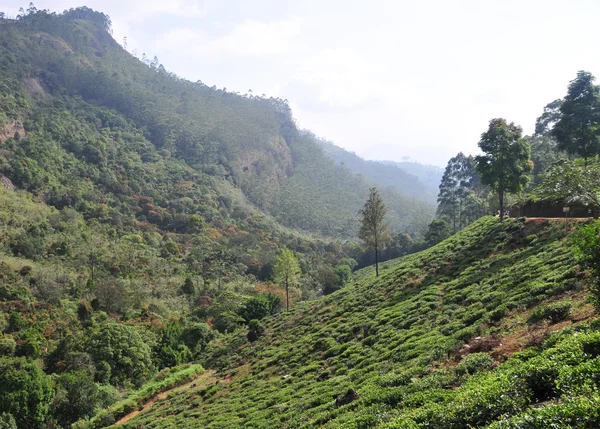 Paysage avec plantations de thé — Photo