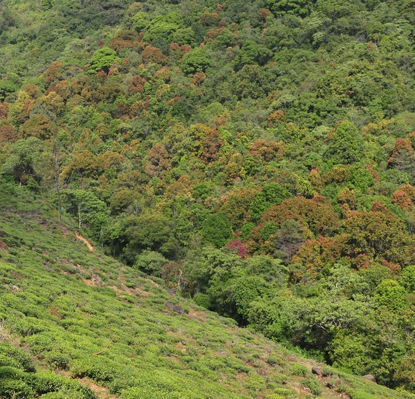 Green spring forest seen from above