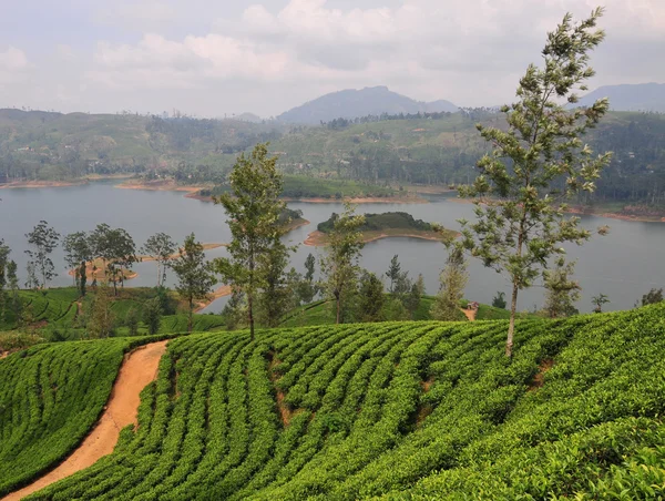 Paisaje con plantaciones de té —  Fotos de Stock