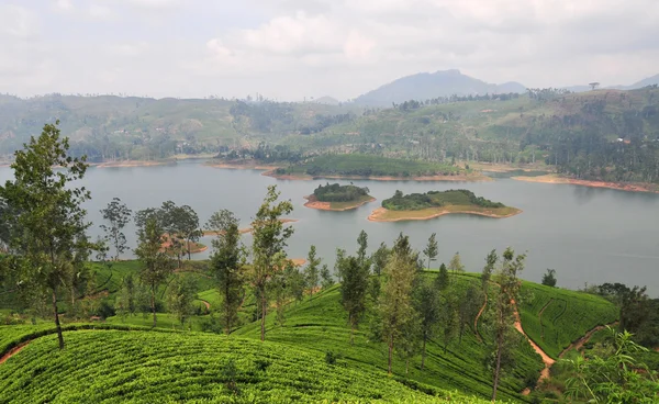 Paisaje con plantaciones de té — Foto de Stock