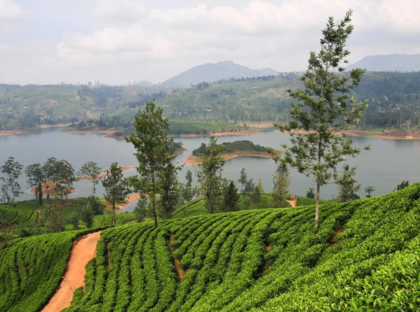 Paisaje con plantaciones de té — Foto de Stock